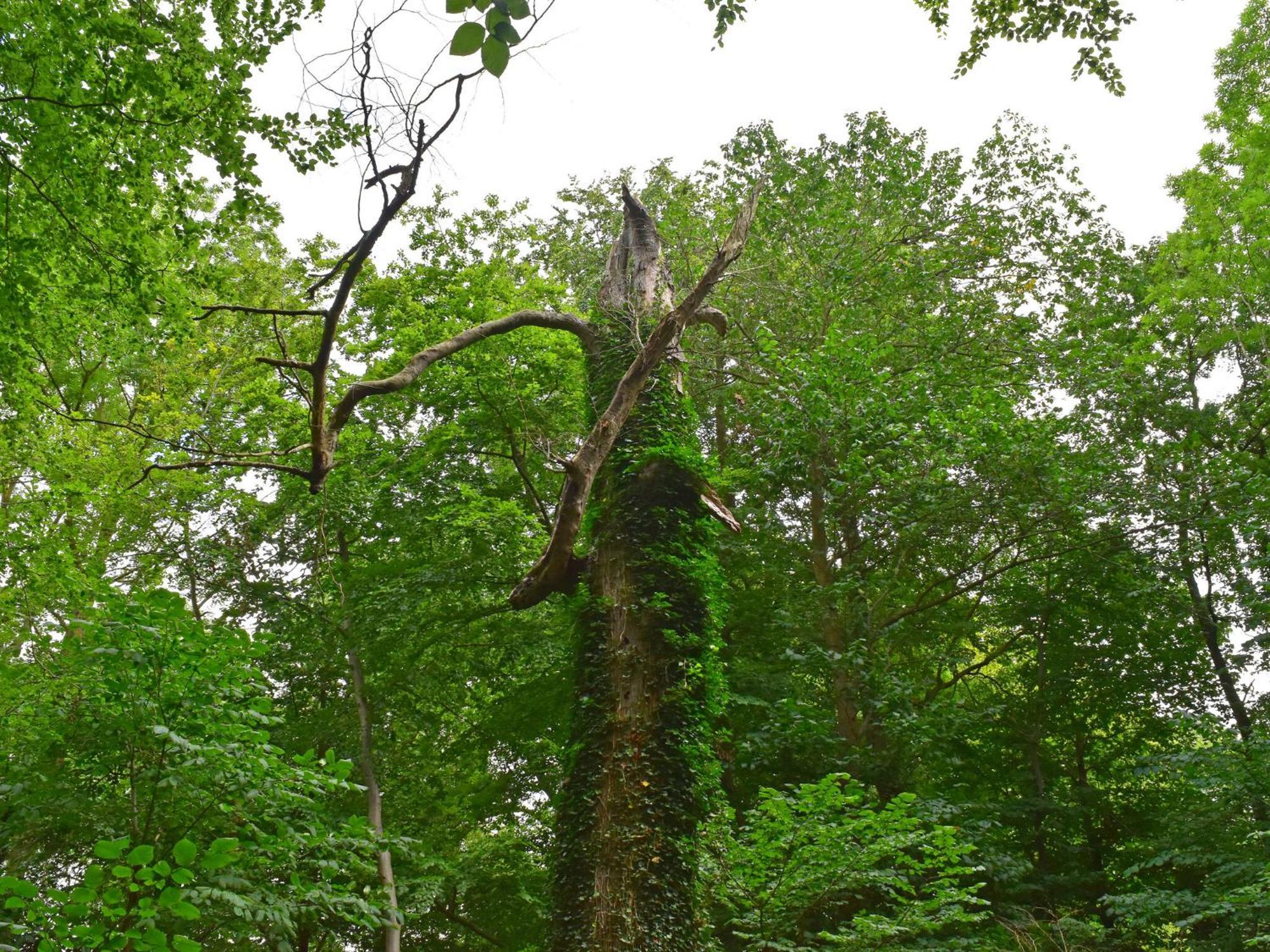 Ferienwohnung Im Gutshaus Alt Krassow Inmitten Der Natur Lalendorf Exterior foto